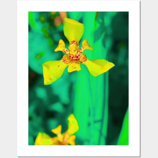 Yellow lily blossom on turquoise green background Posters and Art